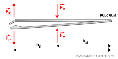 example of a third-class lever