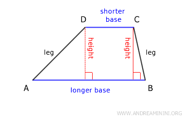 the longer and shorter bases